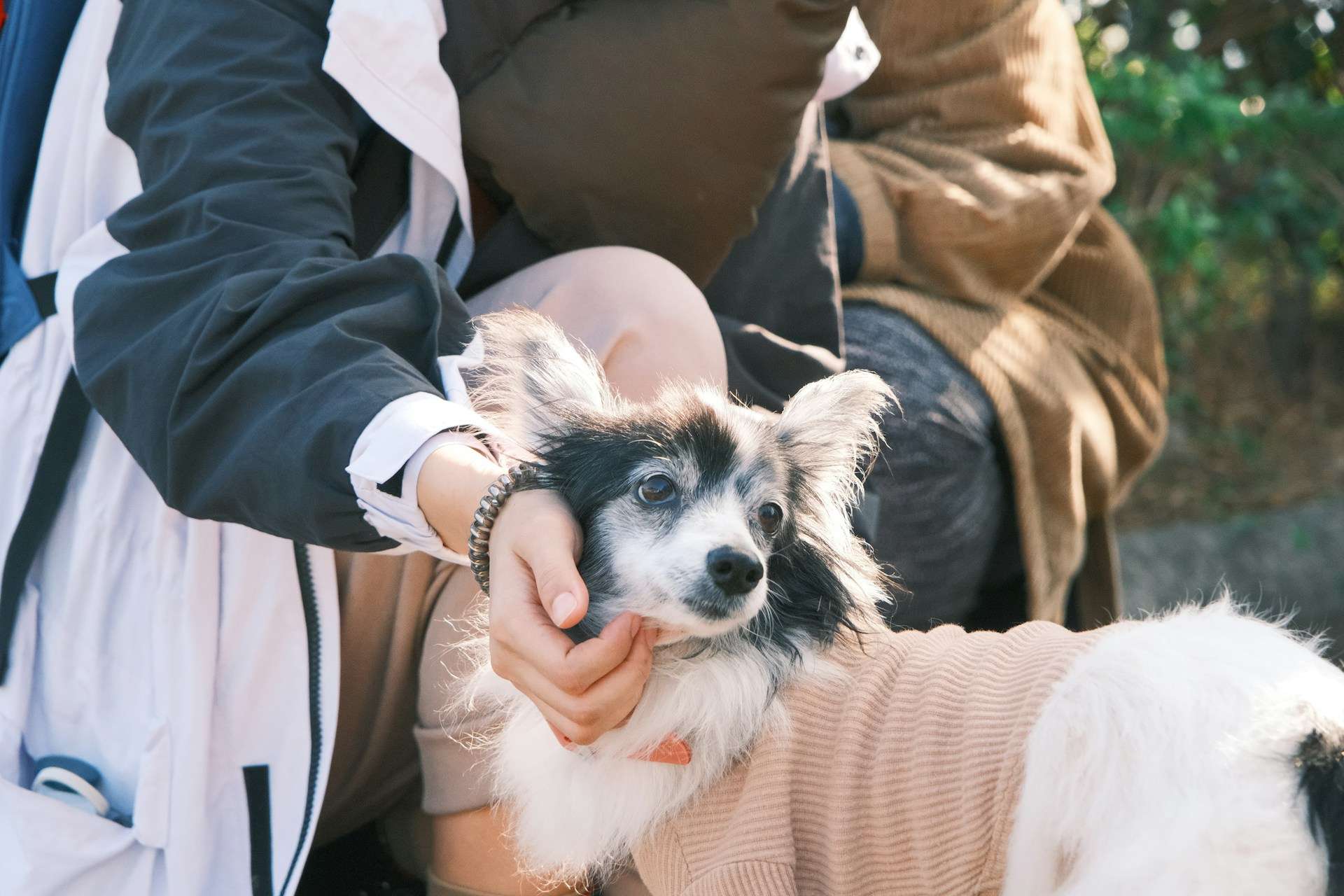 Pet Policy